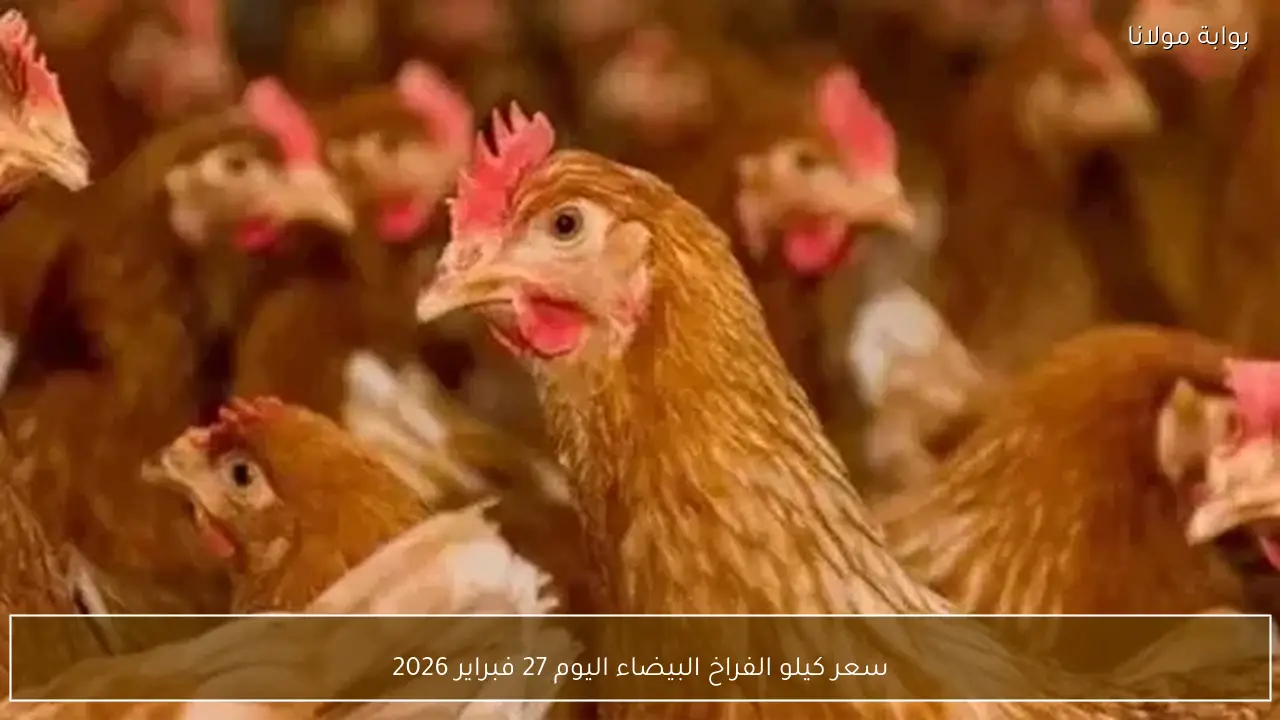 سعر كيلو الفراخ البيضاء اليوم 27 فبراير 2026