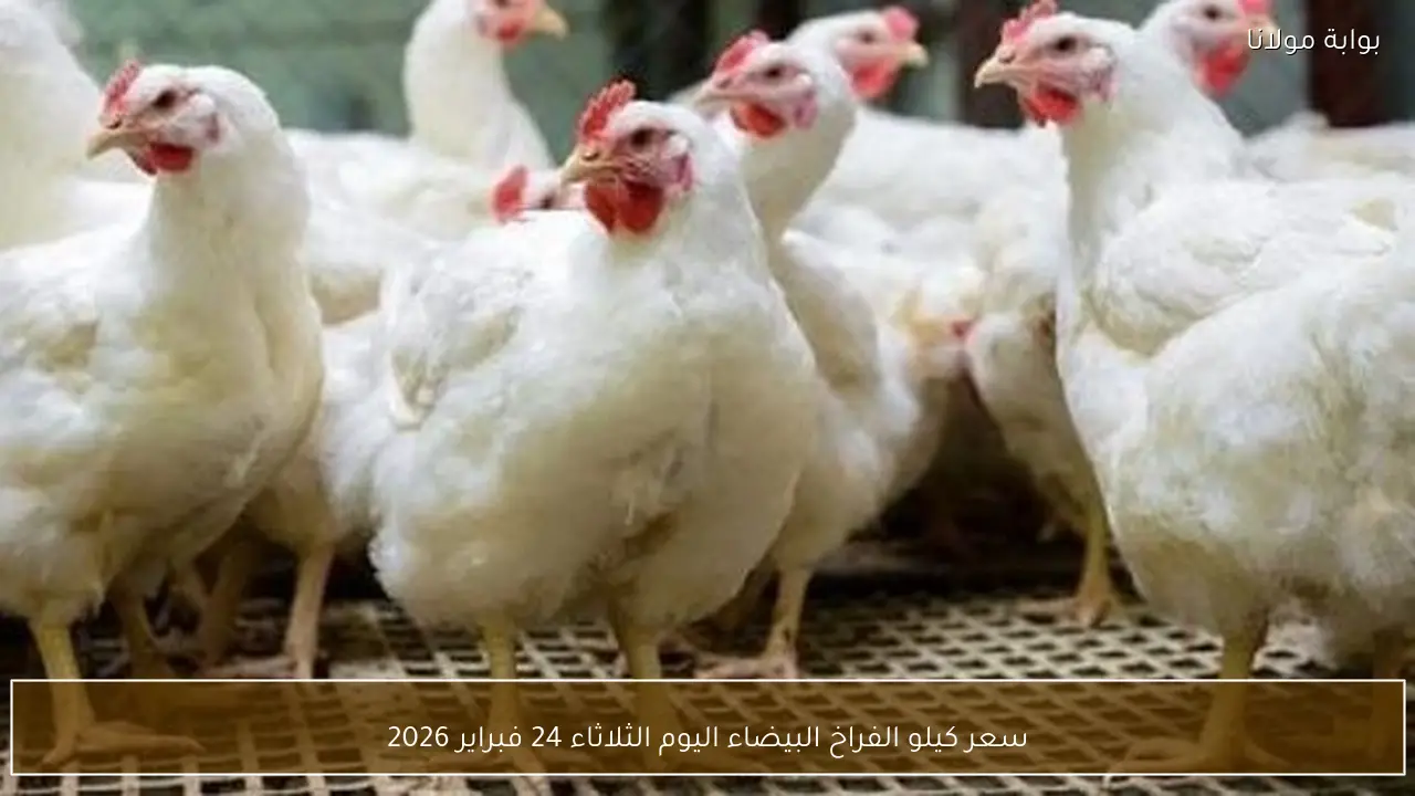 سعر كيلو الفراخ البيضاء اليوم الثلاثاء 24 فبراير 2026