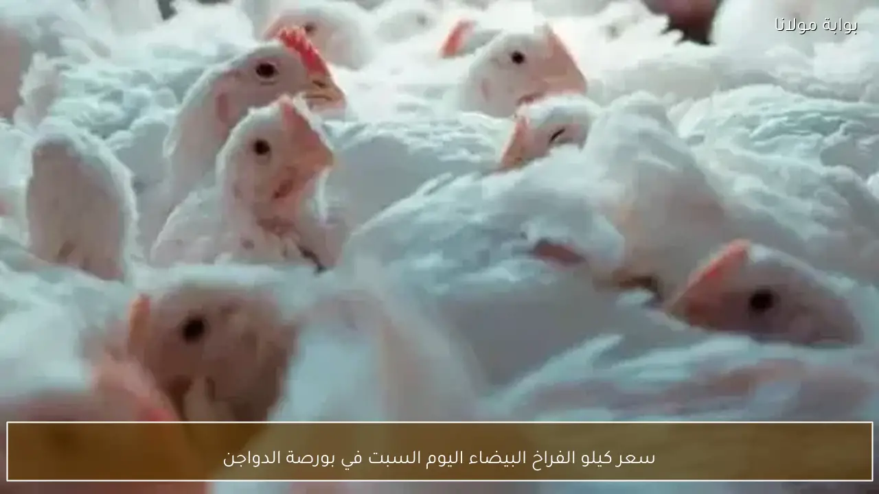 سعر كيلو الفراخ البيضاء اليوم السبت في بورصة الدواجن