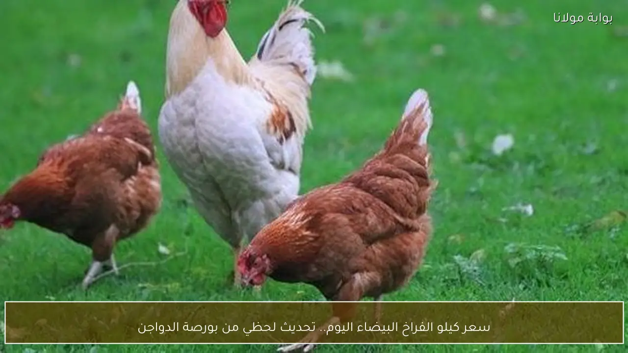 سعر كيلو الفراخ البيضاء اليوم.. تحديث لحظي من بورصة الدواجن