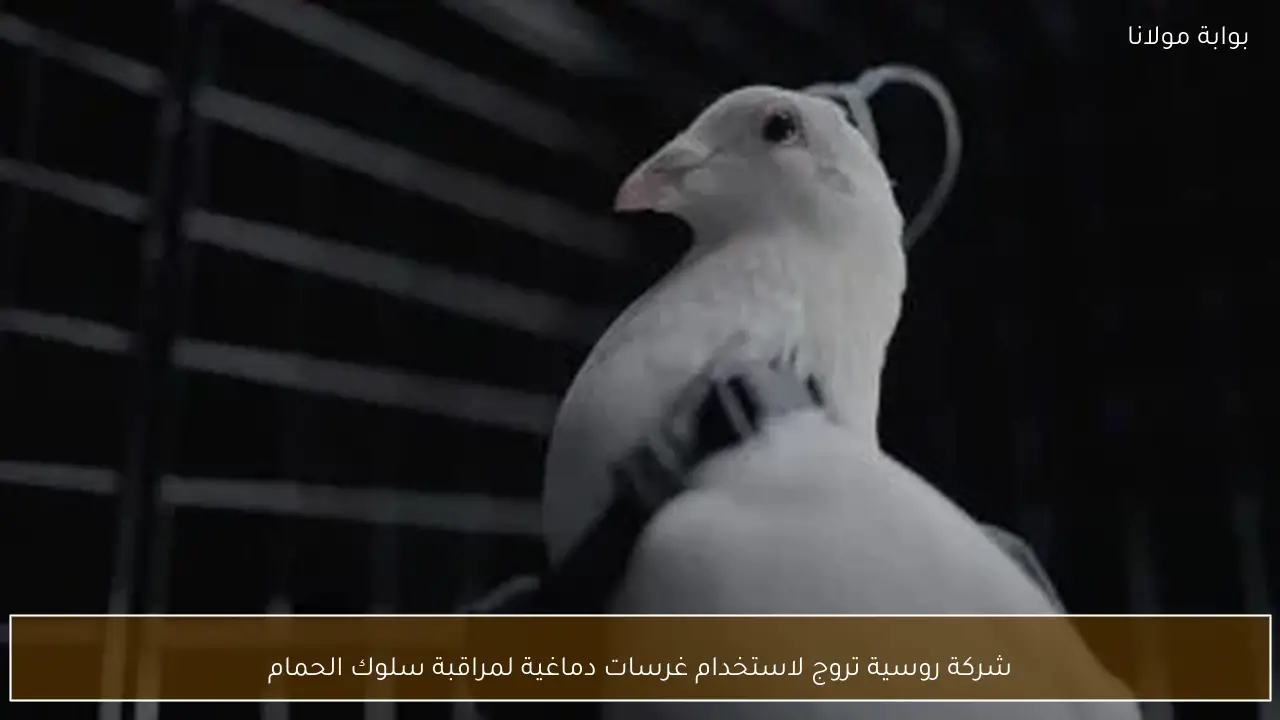 شركة روسية تروج لاستخدام غرسات دماغية لمراقبة سلوك الحمام