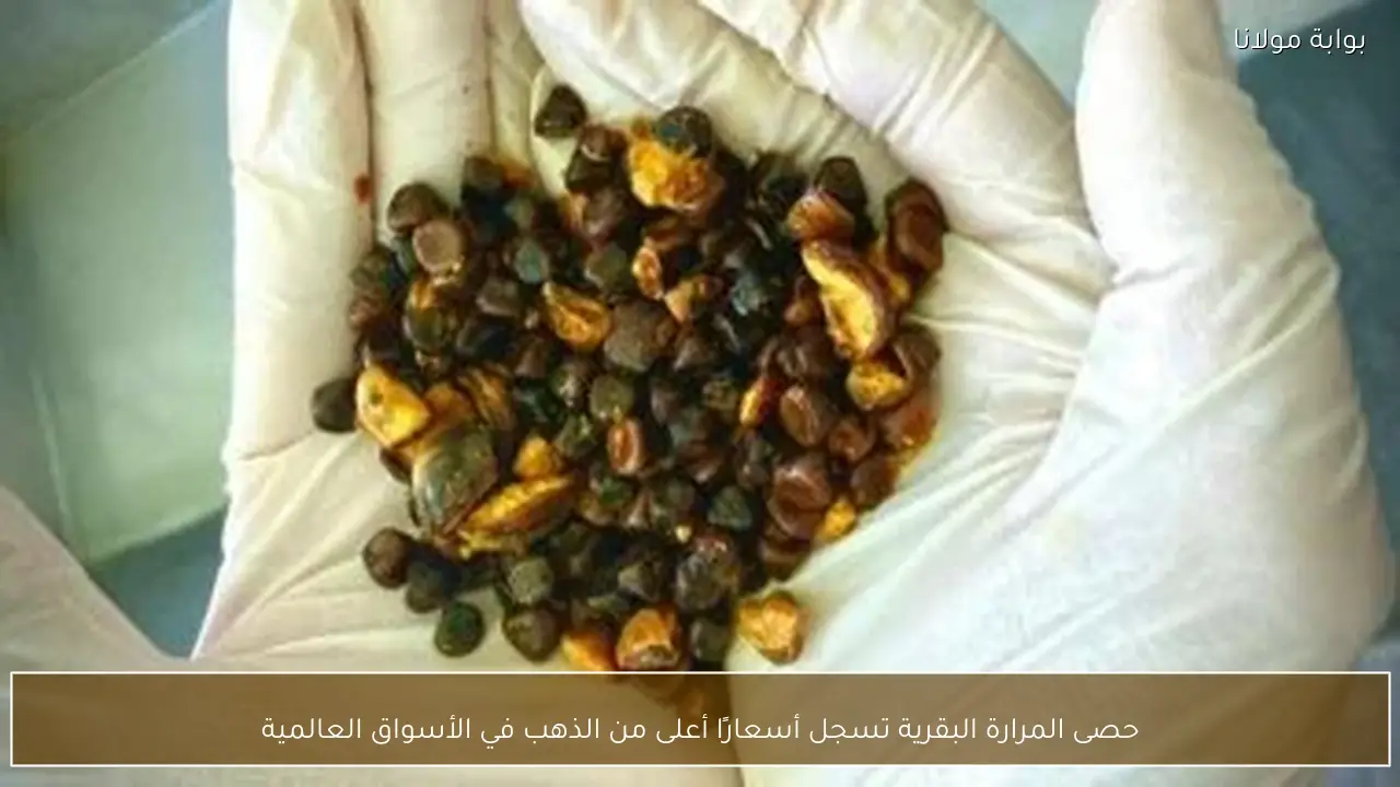 حصى المرارة البقرية تسجل أسعارًا أعلى من الذهب في الأسواق العالمية