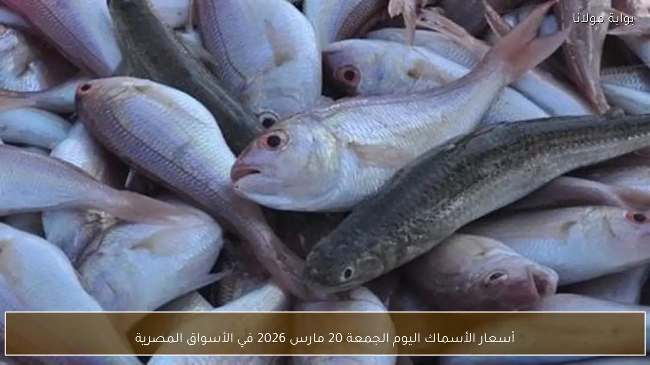 أسعار الأسماك اليوم الجمعة 20 مارس 2026 في الأسواق المصرية