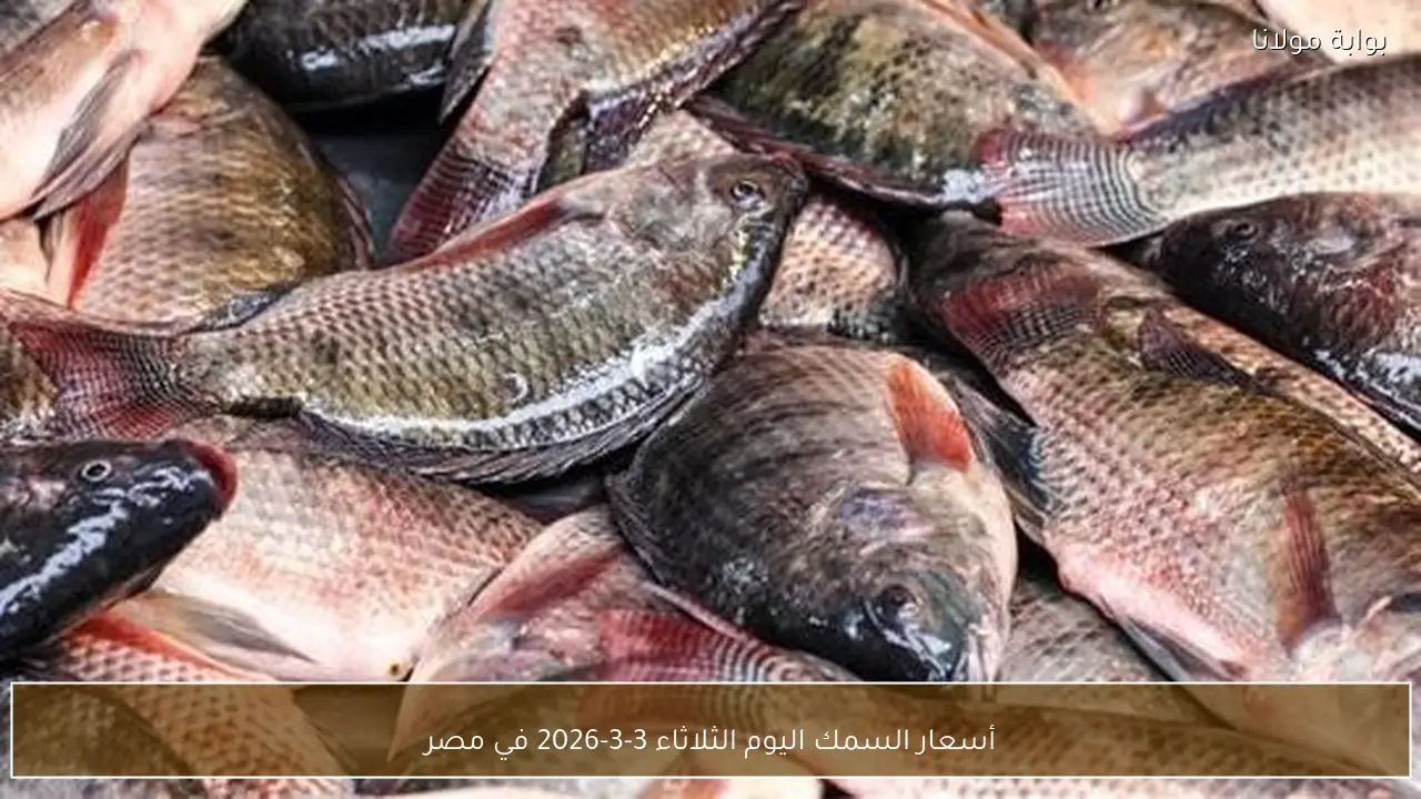 أسعار السمك اليوم الثلاثاء 3-3-2026 في مصر