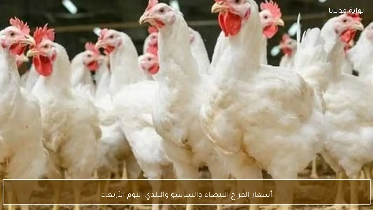 أسعار الفراخ البيضاء والساسو والبلدي اليوم الأربعاء