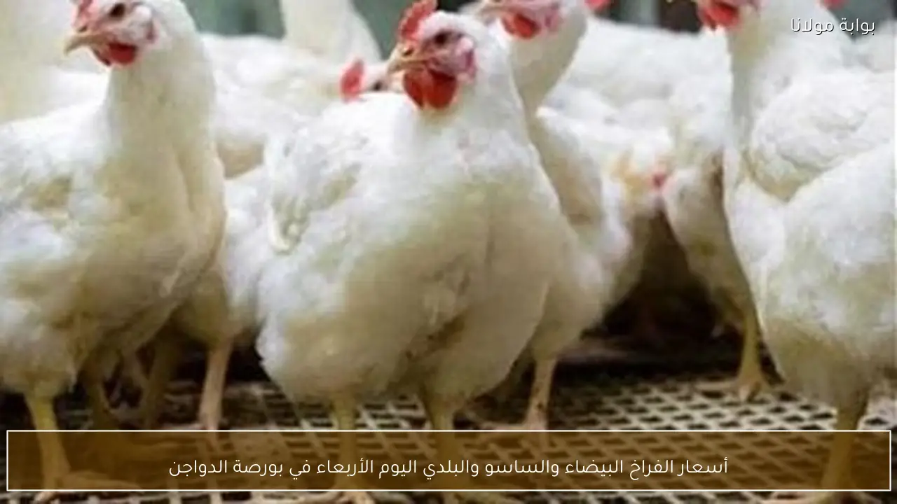 أسعار الفراخ البيضاء والساسو والبلدي اليوم الأربعاء في بورصة الدواجن