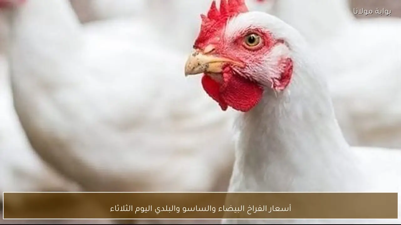 أسعار الفراخ البيضاء والساسو والبلدي اليوم الثلاثاء