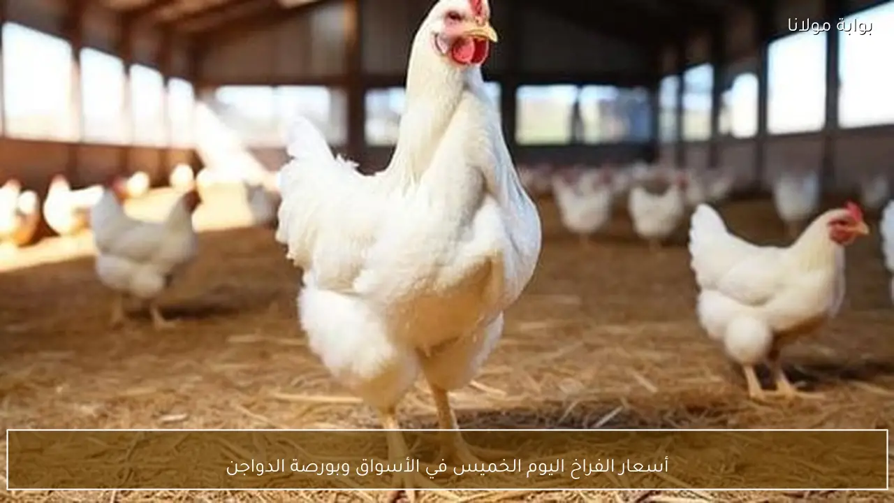 أسعار الفراخ اليوم الخميس في الأسواق وبورصة الدواجن