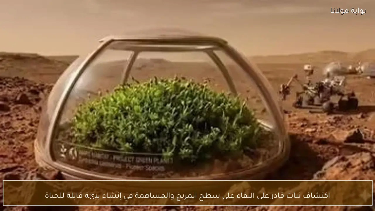 اكتشاف نبات قادر على البقاء على سطح المريخ والمساهمة في إنشاء بيئة قابلة للحياة