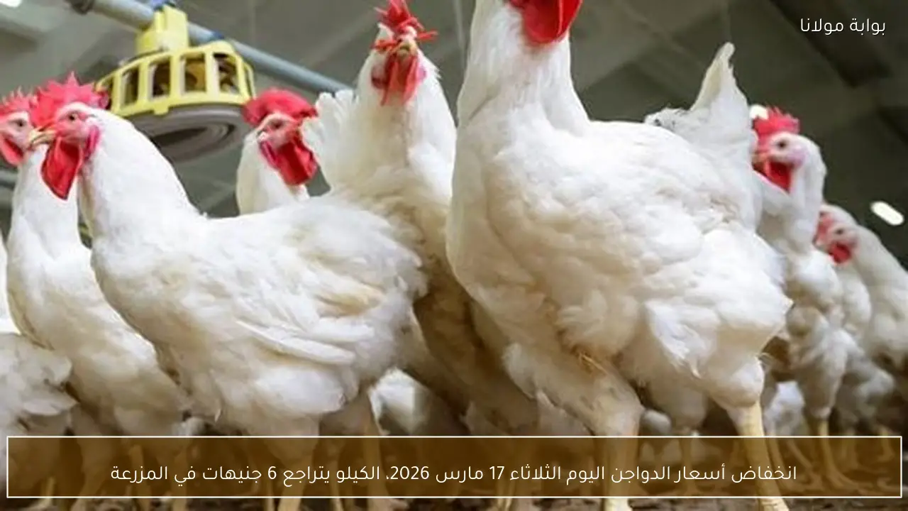 انخفاض أسعار الدواجن اليوم الثلاثاء 17 مارس 2026، الكيلو يتراجع 6 جنيهات في المزرعة