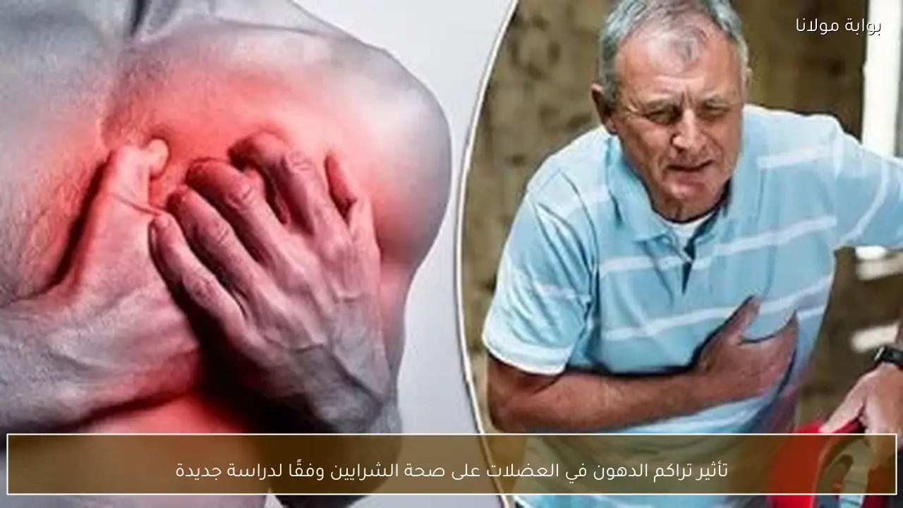 تأثير تراكم الدهون في العضلات على صحة الشرايين وفقًا لدراسة جديدة