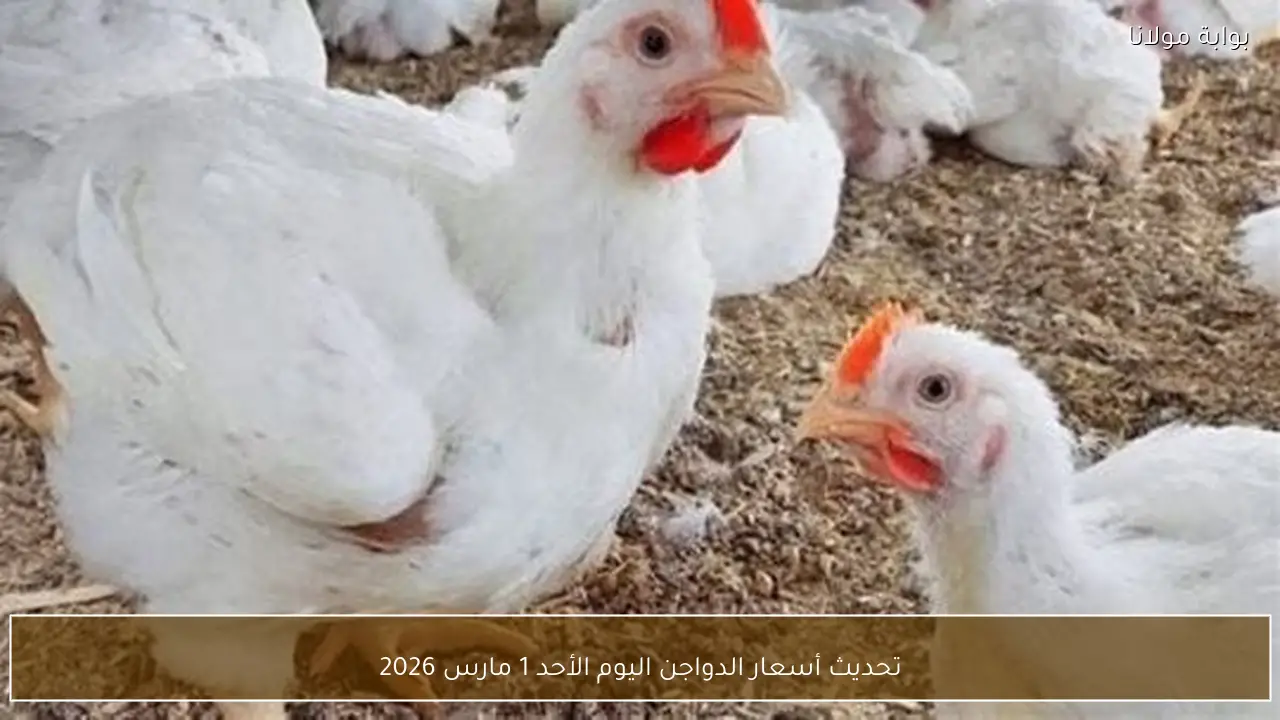 تحديث أسعار الدواجن اليوم الأحد 1 مارس 2026