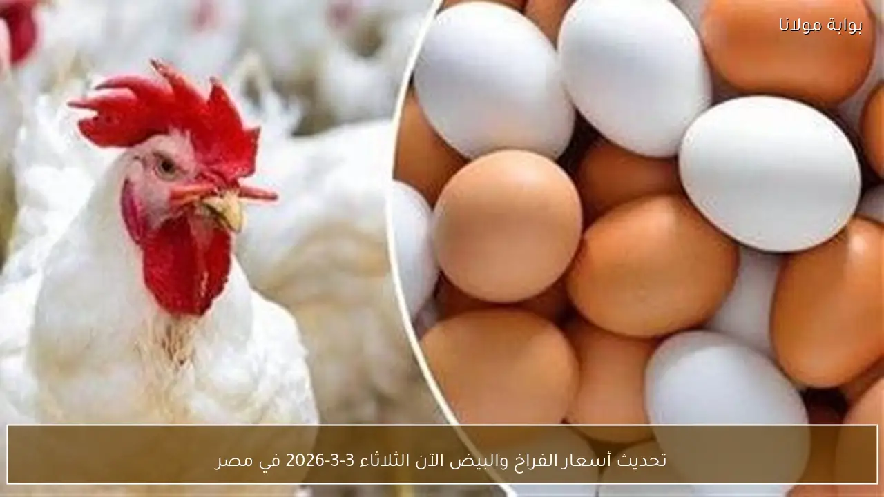 تحديث أسعار الفراخ والبيض الآن الثلاثاء 3-3-2026 في مصر