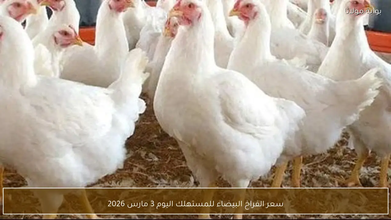 سعر الفراخ البيضاء للمستهلك اليوم 3 مارس 2026