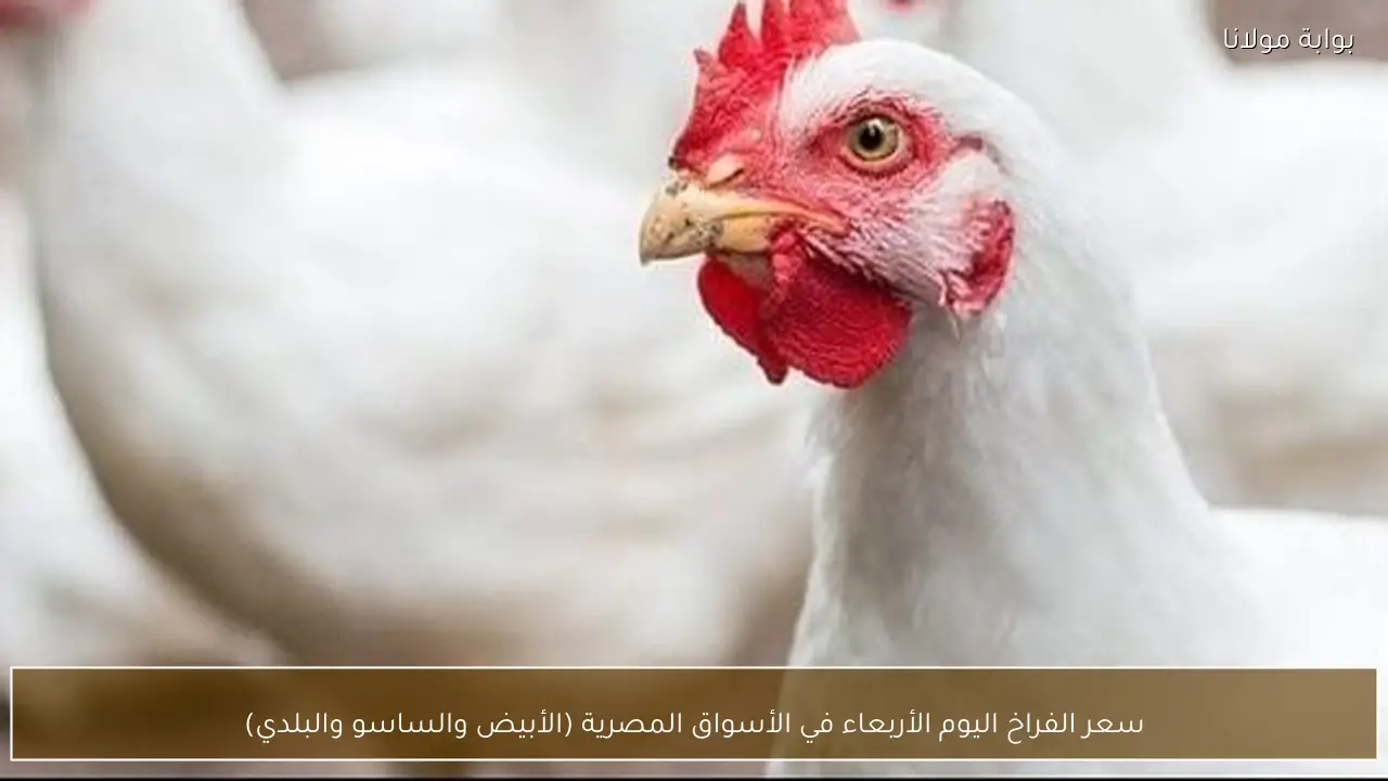 سعر الفراخ اليوم الأربعاء في الأسواق المصرية (الأبيض والساسو والبلدي)