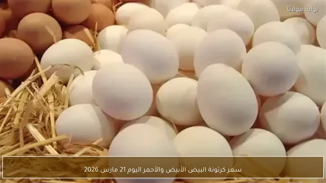 سعر كرتونة البيض الأبيض والأحمر اليوم 21 مارس 2026