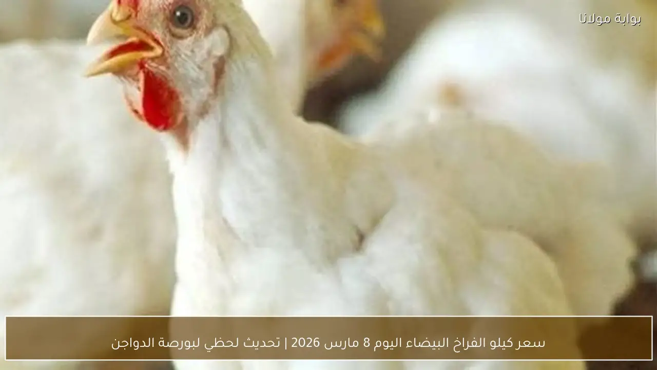 سعر كيلو الفراخ البيضاء اليوم 8 مارس 2026 | تحديث لحظي لبورصة الدواجن