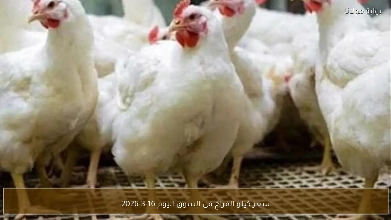 سعر كيلو الفراخ في السوق اليوم 16-3-2026
