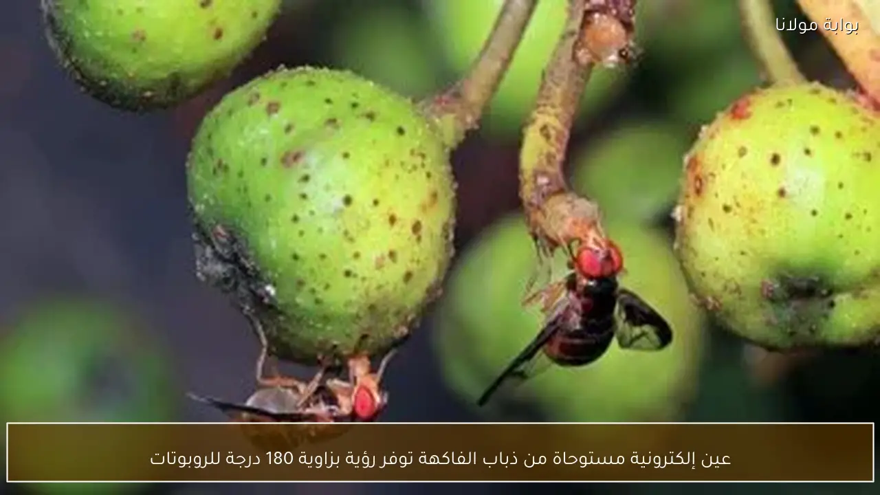 عين إلكترونية مستوحاة من ذباب الفاكهة توفر رؤية بزاوية 180 درجة للروبوتات